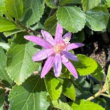 Image result for Grewia