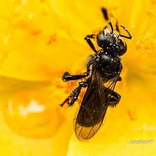 Lebah kelulut telah mengalami evolusi dengan pelbagai bentuk sarang dan kelakuan pemakanan berbeza, mengikut setiap spesis. Heterotrigona Itama Meliponine Stingless Bee Kelulut Stingless Bees Bee Types Of Bees