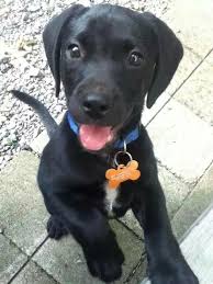 Black And White Jack Russell Terrier Lab Mix Cooter Beagle Chihuahua Terrier And Chocolate Lab Mix Lab Mix Puppies Cute Beagles Cute Animals
