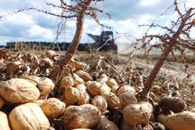 Peanuts grow underground, different from most nuts that grow on trees. Op Ed The Peanut Industry Has A Monopoly Problem But Farmers Are Pushing Back Civil Eats