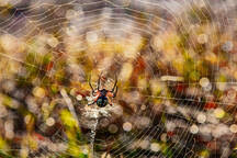 Argiope aurantia is most often sighted outdoors and. Yellow Garden Orb Weaver Spider In Paris Texas Stockphoto