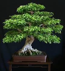 How big do ficus trees get? Types Of Bonsai Ficus Trees A Great Beginners Choice Bonsai Mary
