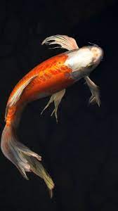 Fish Iphone 7 Wallpaper 1080x1920 Fish Drawings Goldfish Wallpaper Fish Wallpaper