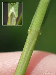 Image result for Carex johnstonii