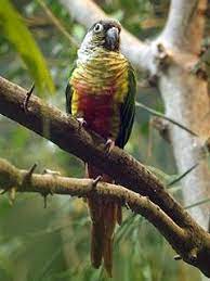 Es kann also vorkommen, dass sich manche treffer besser reimen als andere. Www Zootierliste De