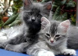 Cancer in cats is unfortunately considered relatively common and more prevalent than ever before. Feline Hepatic Lipidosis Fatty Liver Disease In Cats Pethelpful