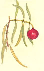 Santalum Acuminatum Wildflower Paintings Australian Wildflowers Christmas Decorations Australian