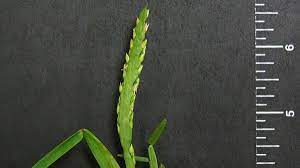 Maybe you would like to learn more about one of these? St Augustinegrass Nc State Extension Publications