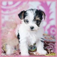 Here you will find where to get parti yorkie puppies for sale. Yorkie Puppies For Sale