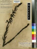 Image result for Brachycorythis ovata