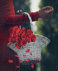 Whatsapp dp pics wallpaper for beautiful girls. Red Rose Flower For Whatsapp Dp