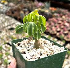 Image result for Adenia digitata