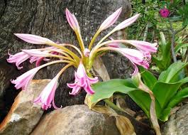 Image result for Crinum stuhlmannii