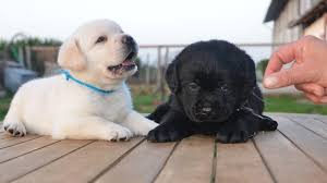 Avon kennels is situated in somerdale ohio. Labrador Puppies For Adoption 3023516