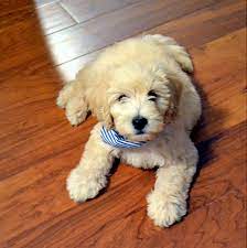Samson 11 Weeks Mini Goldendoodle Mini Goldendoodle Goldendoodle Cute Dog Mixes