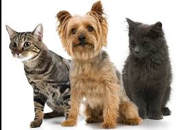 Explore tweets of second chance pet adoptions @secondchancepet on twitter. Pets For Adoption At Second Chance Pet Adoptions In Smithville Mo Petfinder