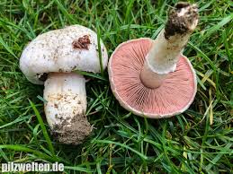 Wiesenchampignon Gartenchampignon Wiesenegerling Feldchampignon Agaricus Campestris