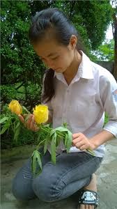 Hoa vông vang, hoa của đồng nội