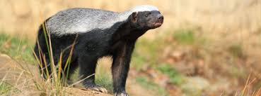 Image result for honey badger