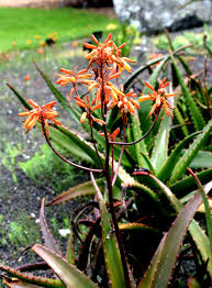 Image result for Aloe pienaarii