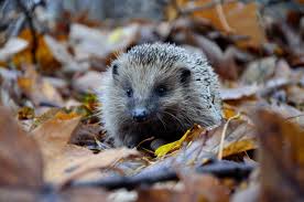 Hedgehogs make great pets for those who are patient and dedicated. Here S Why Hedgehogs Don T Make Good Pets Our Funny Little Site