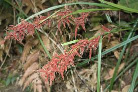 Image result for Schoenoxiphium