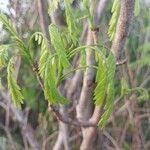 Image result for Rourea orientalis