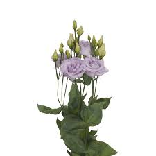 Maybe you would like to learn more about one of these? Alissa Sakata Ornamentals