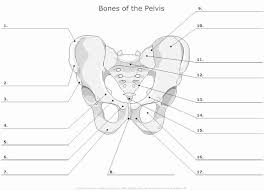 Appendicular Skeleton Worksheet Answers Beautiful Bones Of The Pelvis Unlabeled In 2020 Anatomy And Physiology Anatomy Bones Physiology