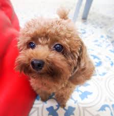 Dental cleanings help steer clear from periodontal disease and tooth loss. Double Bay Veterinary Clinic Pia