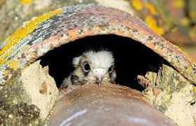 Este ejemplar lo encontré recién atropellado y lo colgé del techo para pintarlo. Terra Naturalis Life Zepaurban