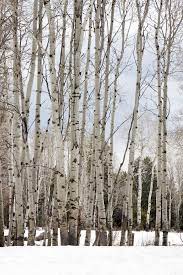 Bare Aspen Trees In Winter Aspen Trees Winter Trees Grand Landscape
