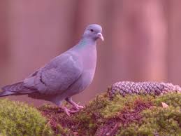 Check spelling or type a new query. Que Significa Sonar Con Palomas