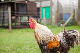 Roosters are the ornamental, loud and potentially aggressive icons of the barnyard. Why Did My Rooster Suddenly Become Aggressive My Pet Chicken