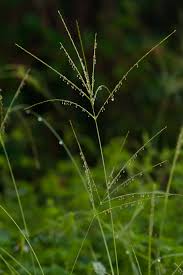 Image result for Digitaria milanjiana