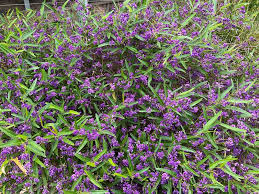 Image result for Hardenbergia