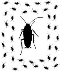 Pest control for georgetown tx. 48 Blog Ideas Pest Control Pests Ant Species