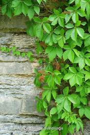 Image result for Parthenocissus quinquefolia
