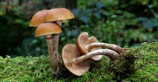 Image result for Ozoroa marginata