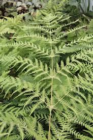 Image result for Histiopteris