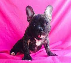 One of the three french bulldog puppies are still available. French Bulldog Puppy For Sale In Charleston Sc Adn 23950 On Puppyfinder Com Gender Male French Bulldog Puppies For Sale French Bulldog Puppy French Bulldog