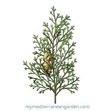 Image result for Cupressus sempervirens