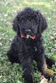 Dad is a pure bred white miniature schnauzer and mom is a champagne colored miniature poodle. North Kingstown Ri Giant Schnoodle Puppy For Private Adoption Meet Odin