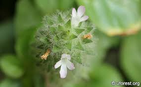 Image result for Nelsonia canescens