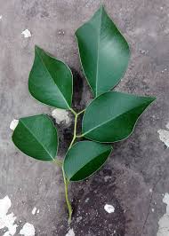 Image result for Dalbergia sissoo