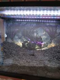 Image result for Syngonanthus robinsonii