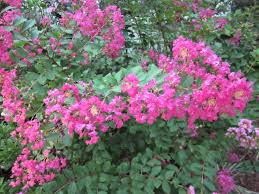 Check spelling or type a new query. 12 Plants That Thrive In The Sun How To Make A Beautiful South Florida Flowerbed Dengarden