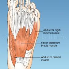The muscles covered in this article serve various. Foot Anatomy Muscles Anatomy Drawing Diagram