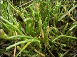Image result for Sarcocornia perennis