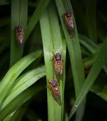 Government laws, legislations, and politics. Cicadas 2020 After 17 Years Underground The Insects Are Back In The South The New York Times